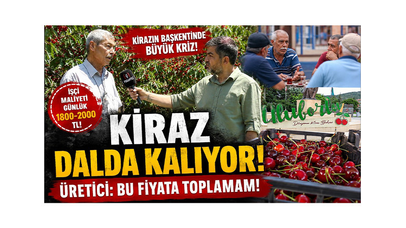 Kiraz Dalda Kalıyor! Üretici İsyanda: “Para Kazanamayacaksak Toplamayalım” 