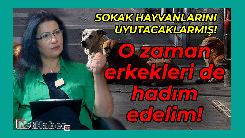 Sokak Hayvanlarını Uyutacaklarmış; O Zaman Erkekleri De Hadım Edelim 