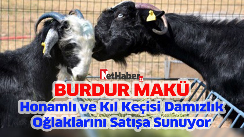 MAKÜ Honamlı ve Kıl Keçisi Damızlık Oğlaklarını Satışa Sunuyor