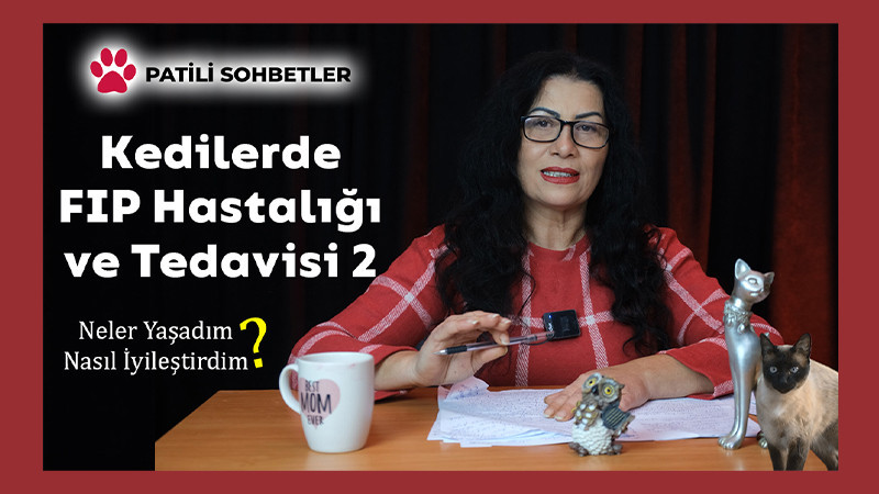 Kedilerde FIP Hastalığı Sebepleri, Belirtileri ve Tedavi Yöntemleri 2