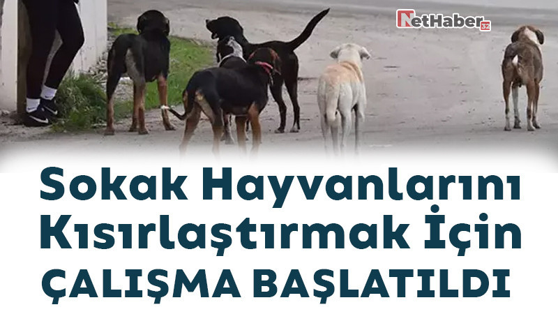 Sokak Hayvanlarını Kısırlaştırmak İçin Çalışma Başlatıldı 