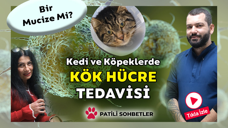 Hayvanlarda Kök Hücre Tedavisi Bir Mucize Mi?