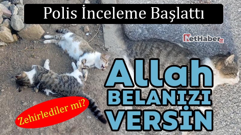 Allah Belanızı Versin!