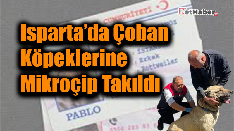 Isparta’da Çoban Köpeklerine Mikroçip Takıldı: 13 Binden Fazla Hayvan Kimliklendirildi!