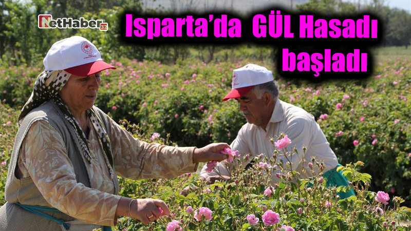 Isparta’da  GÜL Hasadı başladı  