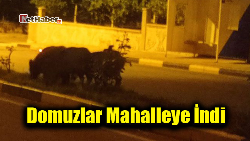 Domuzlar Mahalleye İndi! Sav Halkı Tedirgin