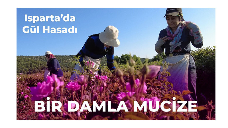 GÜLÜ GÜL İLE TARTANLARIN ÖYKÜSÜ | ISPARTA’DA GÜL HASADI BELGESELİ YAYINDA