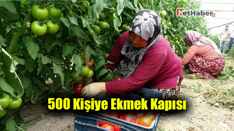 Deregümü Domatesi: 500 Kişiye Ekmek Kapısı, 15 Bin Tonluk Bereket!