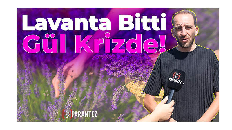 Lavanta Hasadı Sona Eriyor: Üreticiden Gül ve Lavanta İçin Fiyat Çağrısı