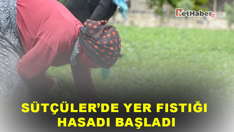 Sütçüler’de Yer Fıstığı Hasadı Başladı: Üretici Ekipman ve Pazarlama Desteği Bekliyor