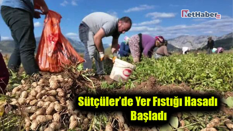 Sütçüler’de Yer Fıstığı Hasadı Başladı: Üretici Pazarlama Sorunu Yaşıyor