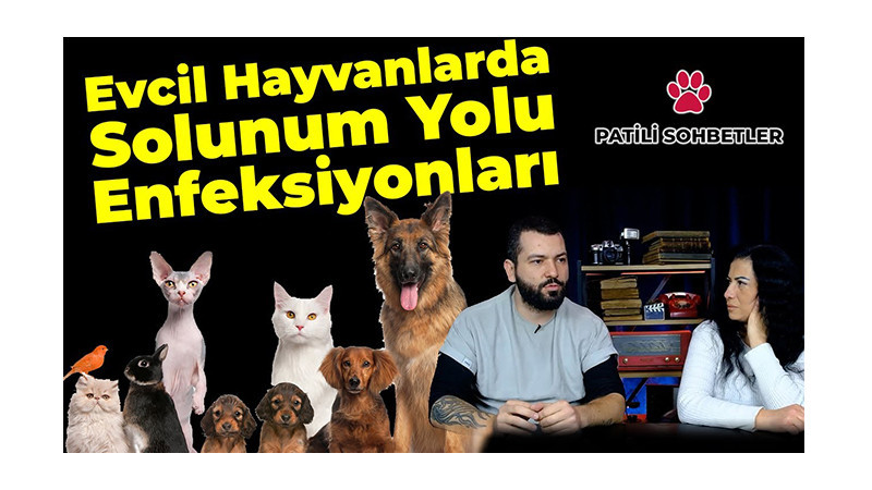 Patili Sohbetler | Evcil Hayvanlarda Solunum Yolu Enfeksiyonları