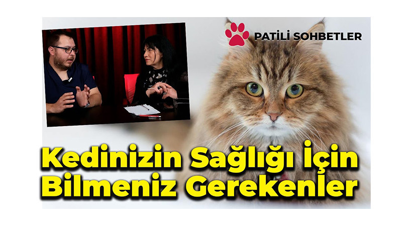 Kedilerde Tüy Dökülmesi ve Enfeksiyonlar | Patili Sohbetler