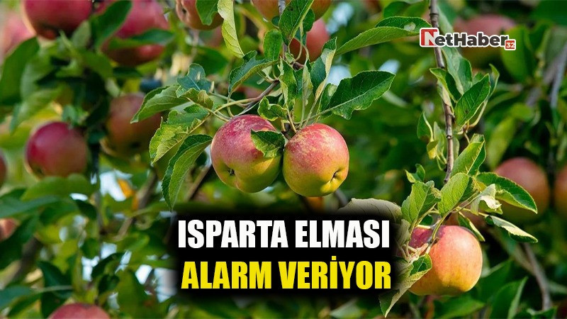 ISPARTA ELMASI ALARM VERİYOR