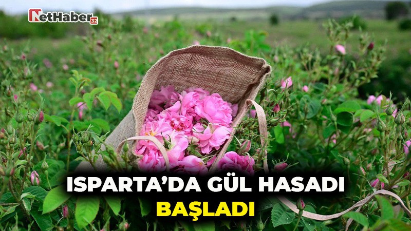 ISPARTA'DA GÜL HASADI BAŞLADI