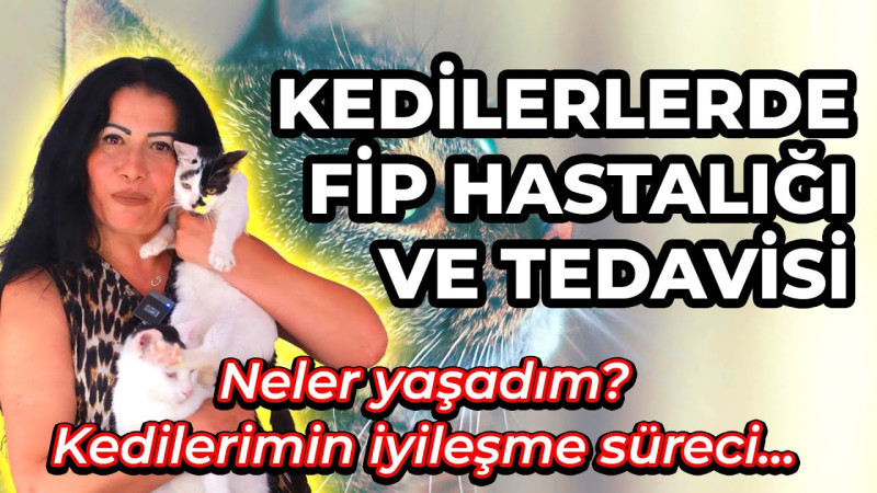 Kedilerde FİP Hastalığı Nedir? 