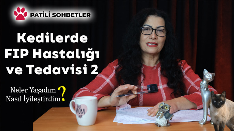 Kedilerde FIP Hastalığı Sebepleri, Belirtileri ve Tedavi Yöntemleri 2